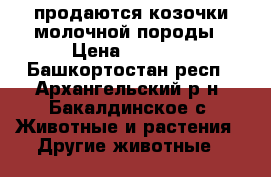 продаются козочки молочной породы › Цена ­ 4 500 - Башкортостан респ., Архангельский р-н, Бакалдинское с. Животные и растения » Другие животные   